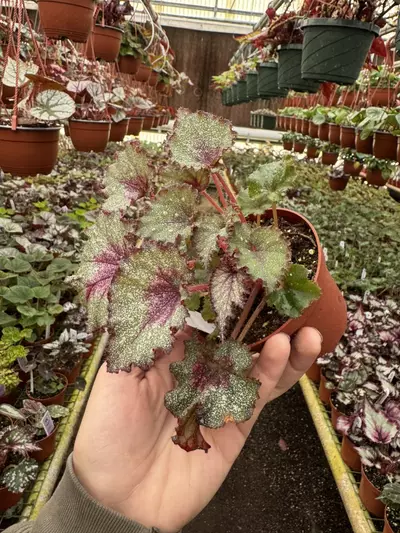 plant/Harmonys sleigh bells 4 inch pot grower ‘s choice-3-thumbnail