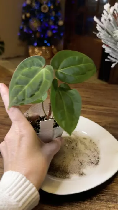 plant/A. Pap X x (DB Brielle x RC) *This one is extra 🔥-5-thumbnail