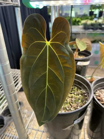 plant/SALE! PL3173: Anthurium Pap x Fort Sherman-0-thumbnail