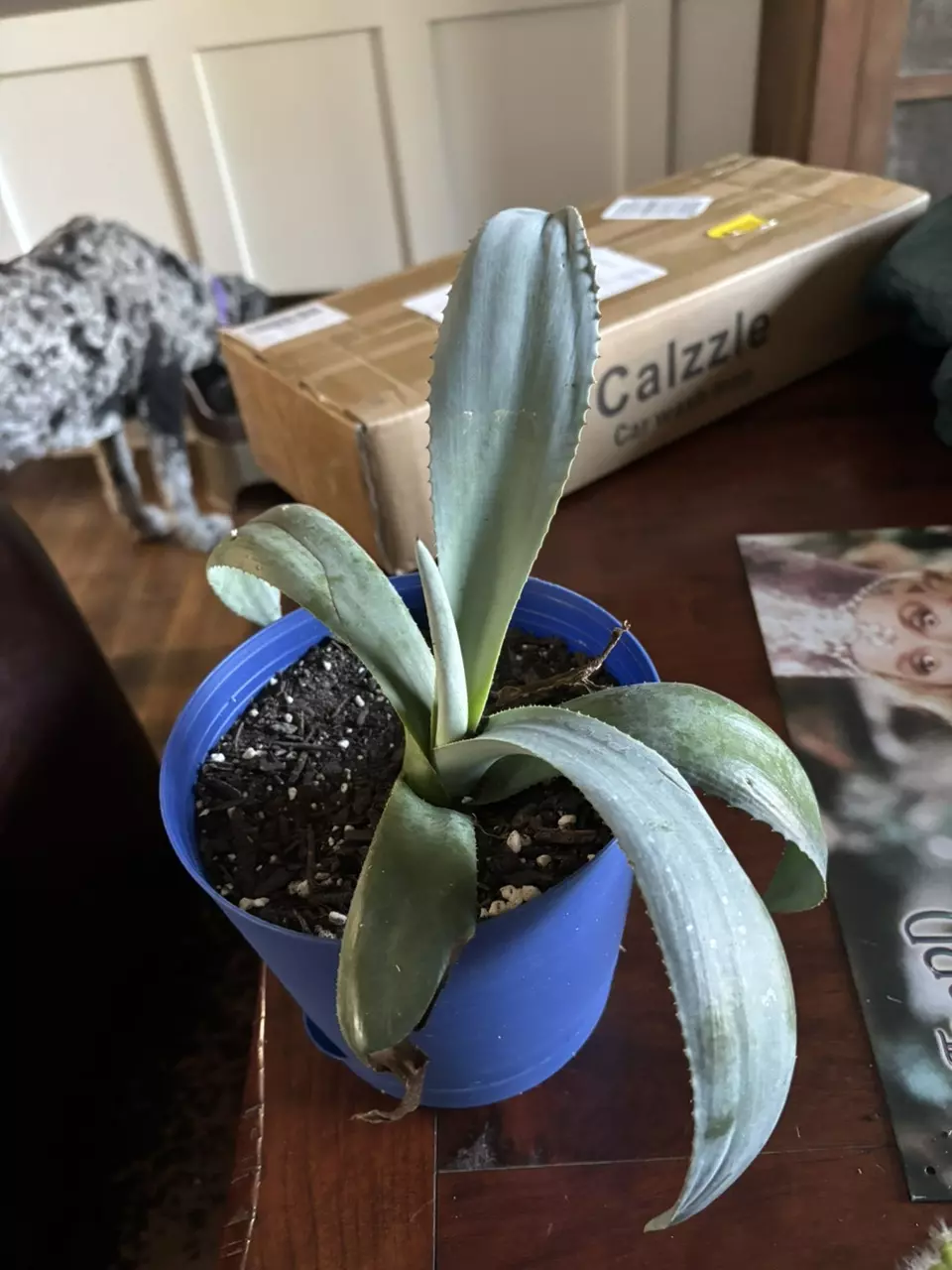 plant/Blue agave large-0