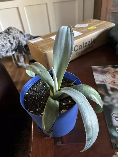 plant/Blue agave large-0-thumbnail