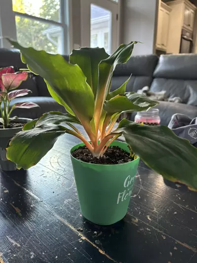 plant/Orange marmalade-0-thumbnail