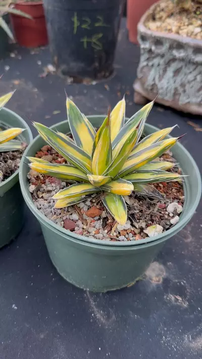 plant/Agave sunking-7-thumbnail