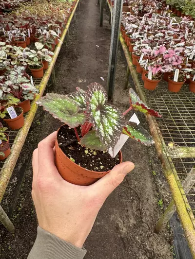 plant/Harmony’s nightfall 4” pot growers choice-5-thumbnail
