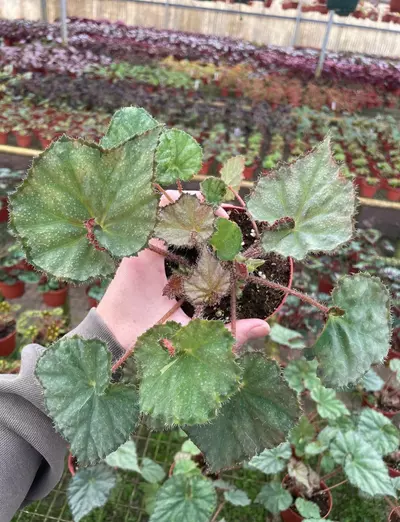 plant/Begonia nite satin 4” pot growers choice-2-thumbnail