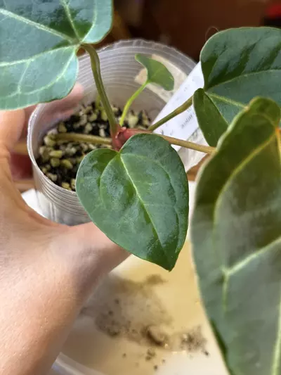 plant/A. Pap X x (DB Brielle x RC)-5-thumbnail