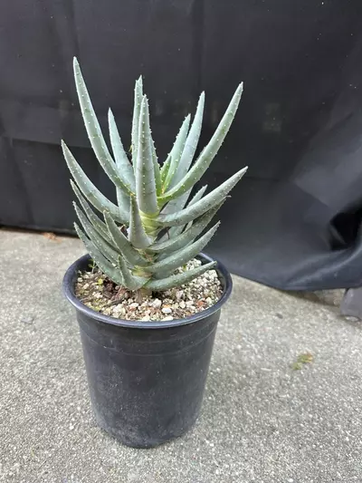 plant/Aloe Dichotoma-0-thumbnail