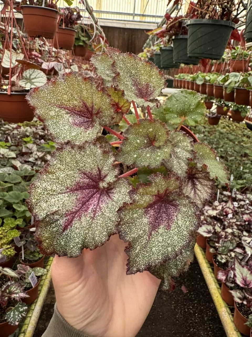 plant/Harmonys sleigh bells 4 inch pot grower ‘s choice-0