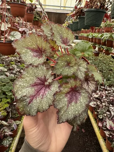 plant/Harmonys sleigh bells 4 inch pot grower ‘s choice-0-thumbnail