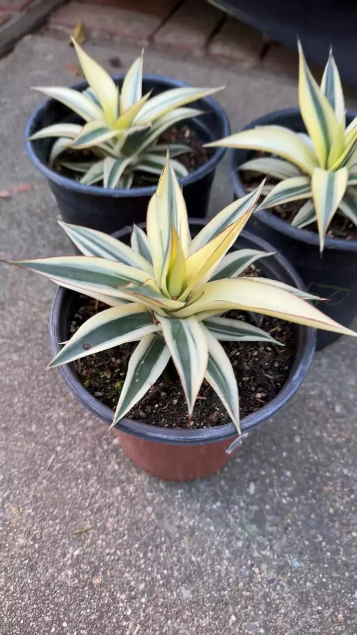 plant/Agave Snowglow half moon variegated-1