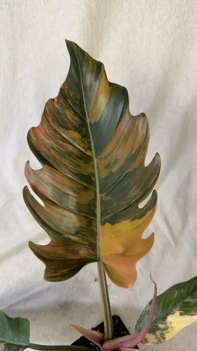 plant/Philodendron Caramel Marble - Exact Plant-2-thumbnail