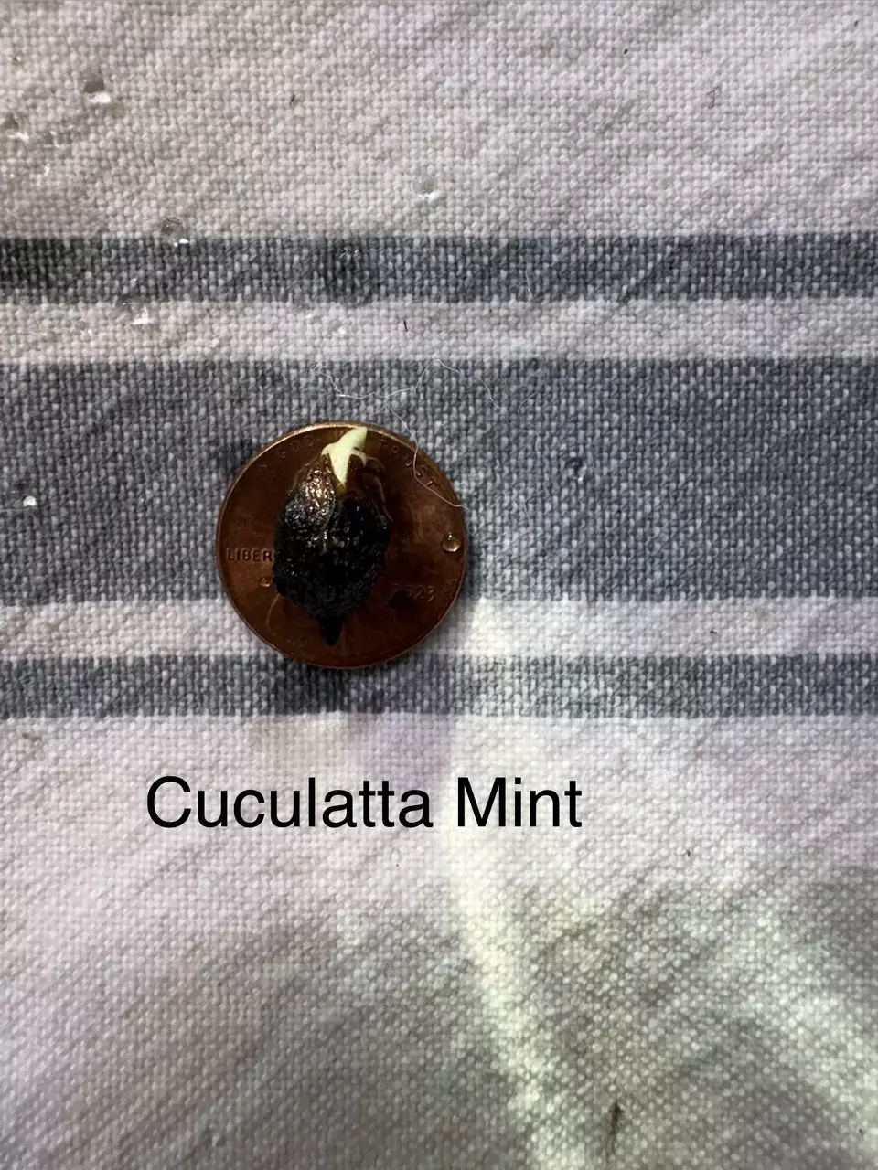 plant/Alocasia Cuculatta Mint-1