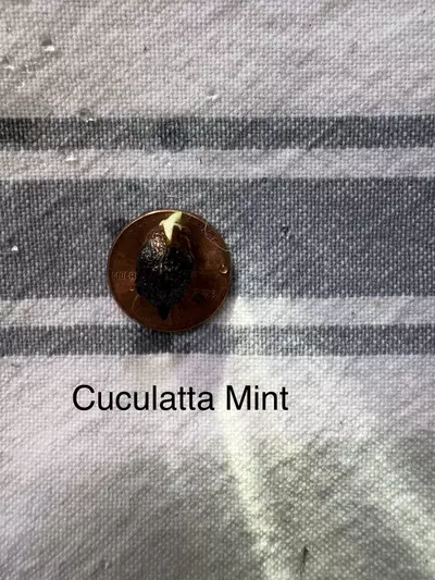 plant/Alocasia Cuculatta Mint-1-thumbnail