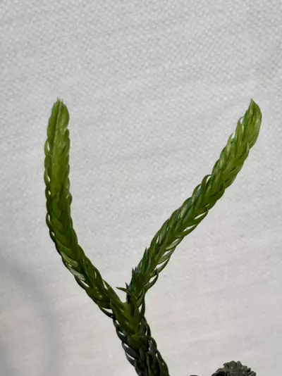 plant/Huperzia Hexagon (lovers choice)-2-thumbnail