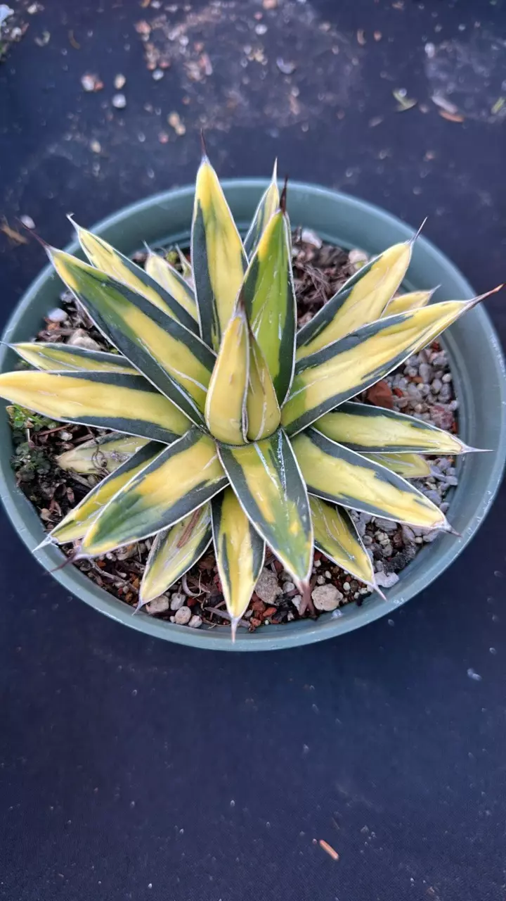plant/Agave sunking-0
