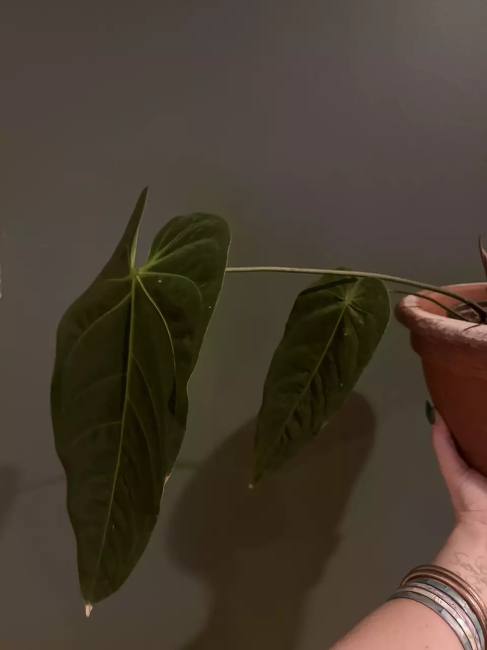 plant/Anthurium Metallicum-1