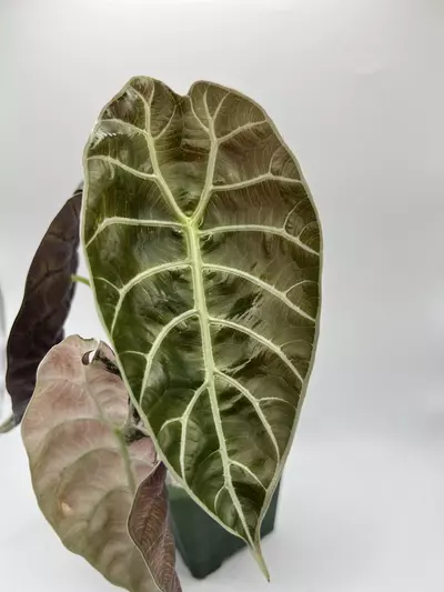 plant/Alocasia Watsoniana Pink Corms-3-thumbnail