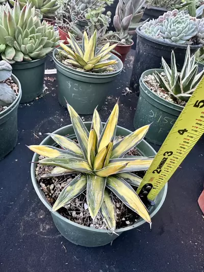 plant/Agave sunking-5-thumbnail