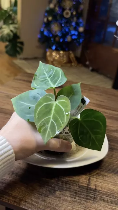 plant/A. Dress X x (Pap Legend x Rio WT)-4-thumbnail