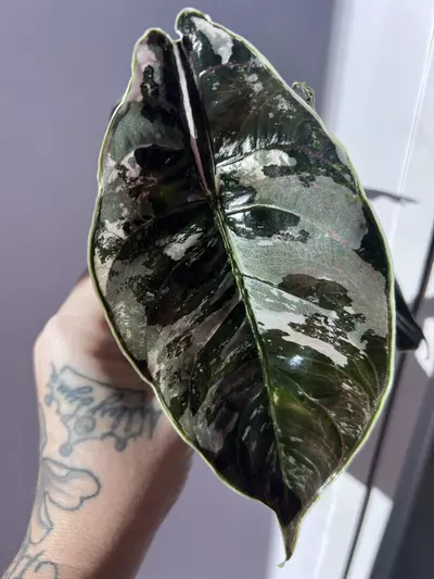 plant/Alocasia Azlanii Pink/Albo Corm-3-thumbnail