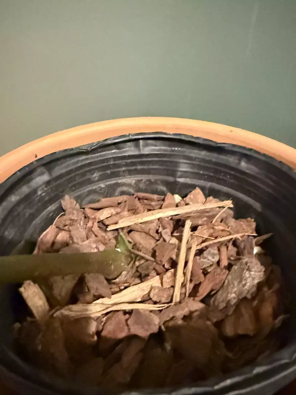 plant/Anthurium Regale XL with active growth point-3