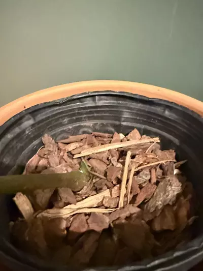 plant/Anthurium Regale XL with active growth point-3-thumbnail