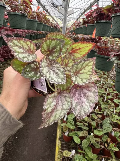 plant/Harmonys peace 4” pot growers choice-2-thumbnail