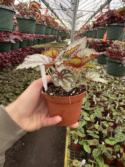 plant/Harmonys peace 4” pot growers choice-5-thumbnail