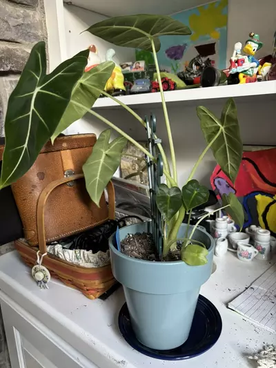 plant/Frydek-1-thumbnail