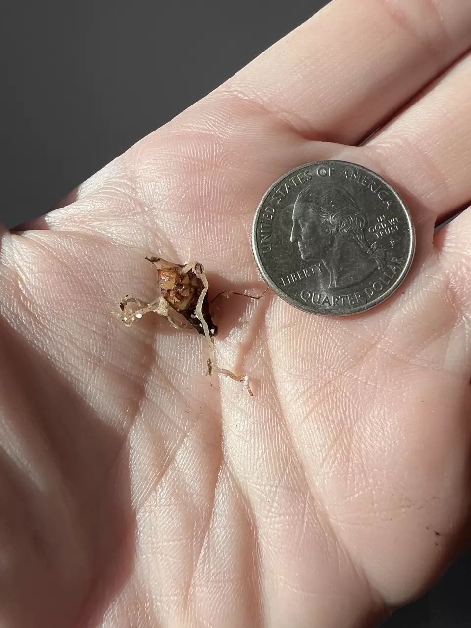 plant/Alocasia Watsoniana Pink Corms-7