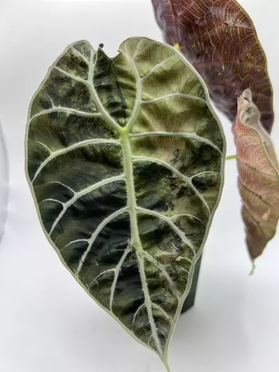 plant/Alocasia Watsoniana Pink Corms-5-thumbnail