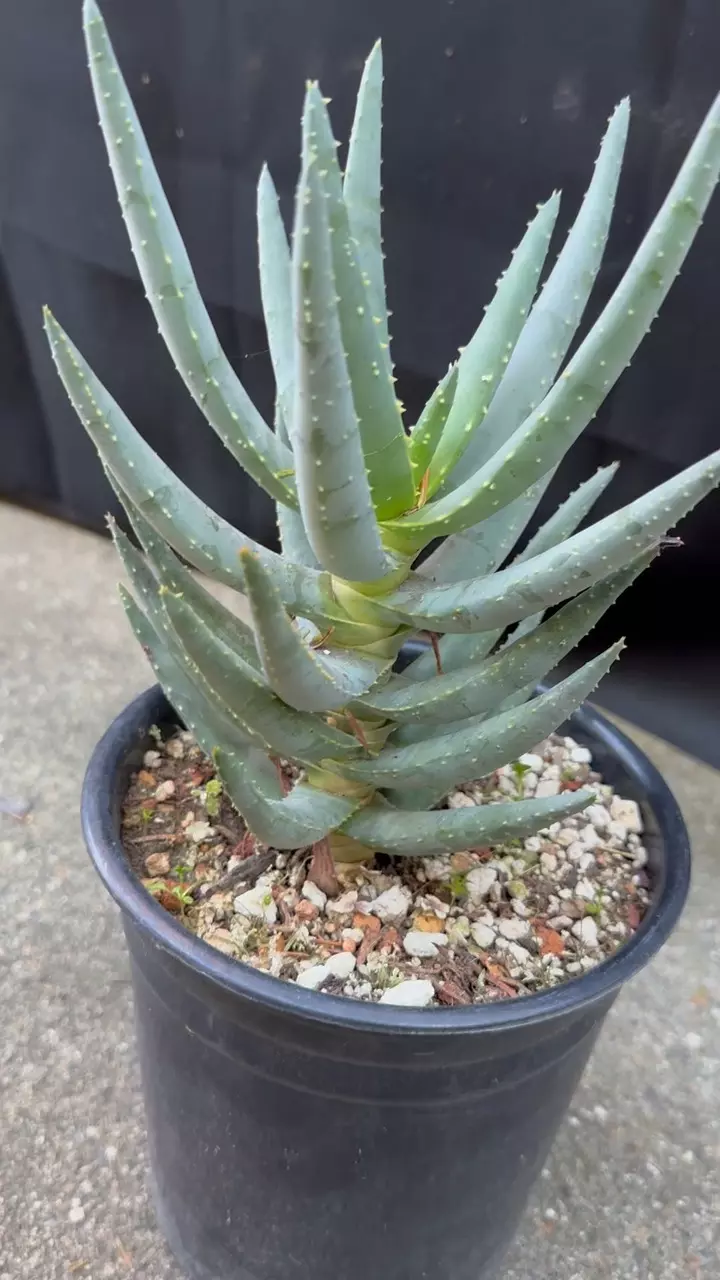 plant/Aloe Dichotoma-5