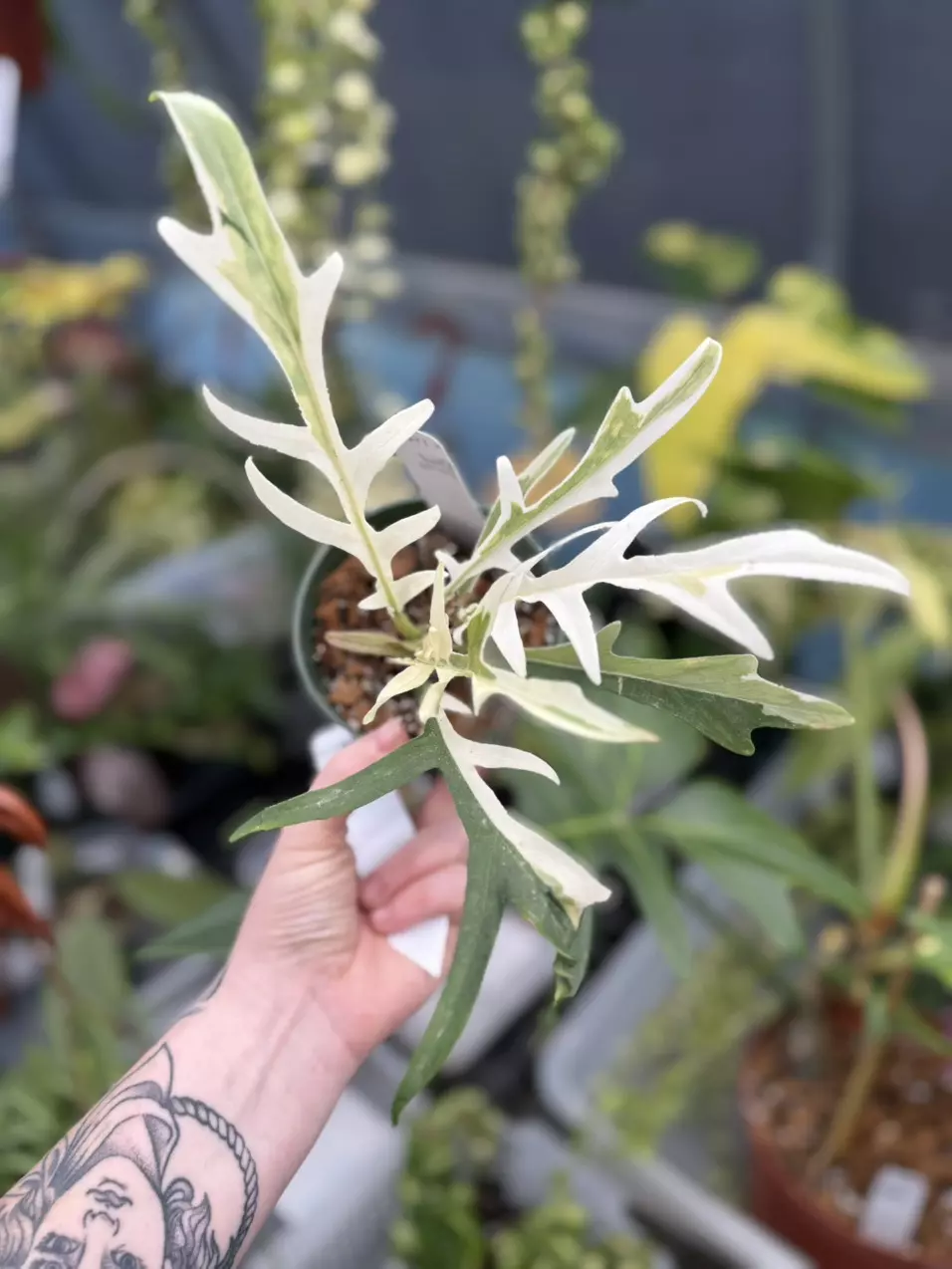 plant/PL1143: Albo Mint Tortum-0