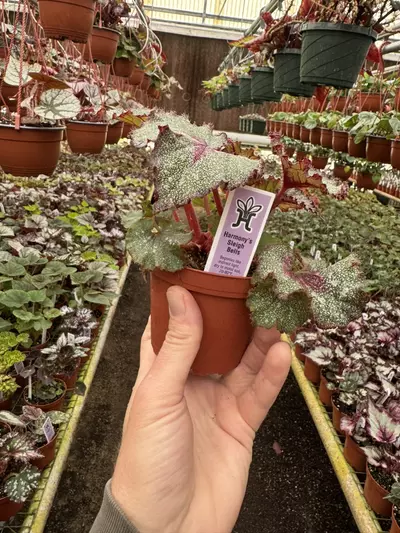 plant/Harmonys sleigh bells 4 inch pot grower ‘s choice-6-thumbnail