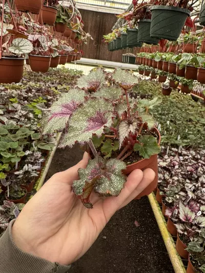 plant/Harmonys sleigh bells 4 inch pot grower ‘s choice-5-thumbnail