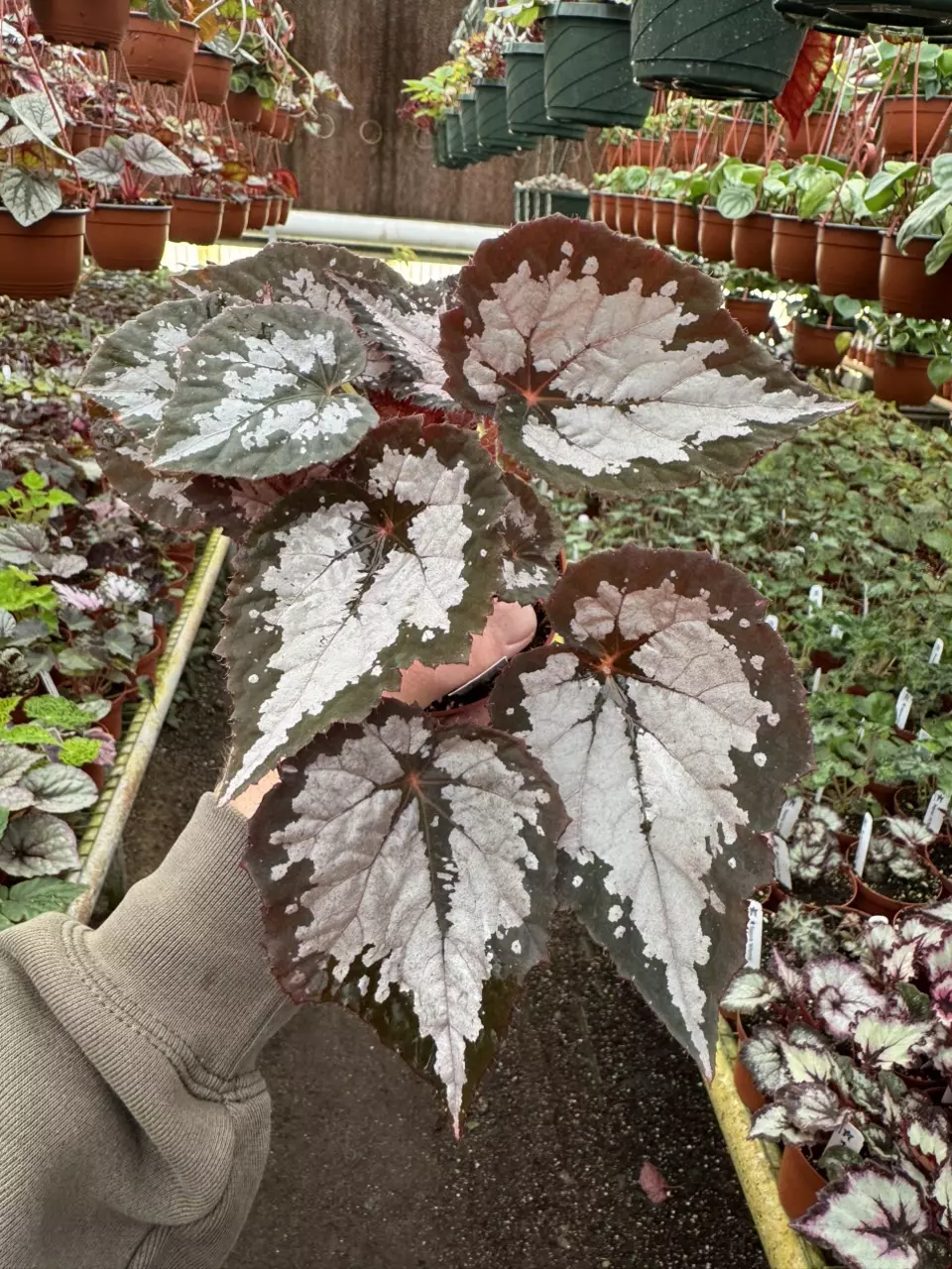 plant/Harmony‘s winter twilight 4 inch pot growers’s choice-0