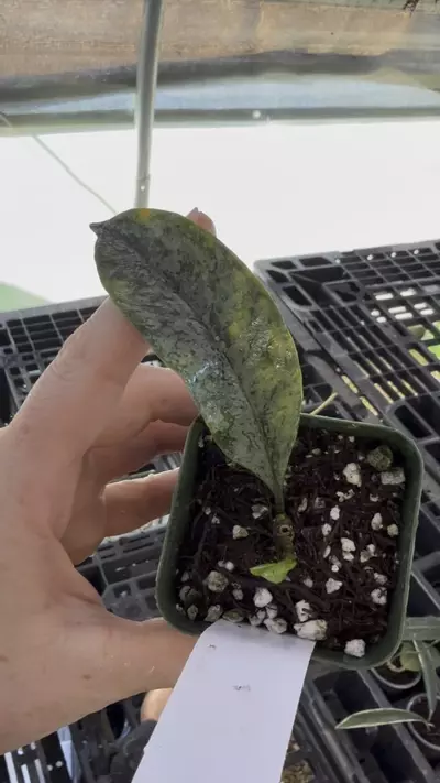 plant/PL3189: slightly imperfect Hoya Oculata Silver w/ new growth!-0-thumbnail