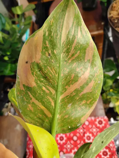 plant/Philodendron Green Congo nuclear-6-thumbnail