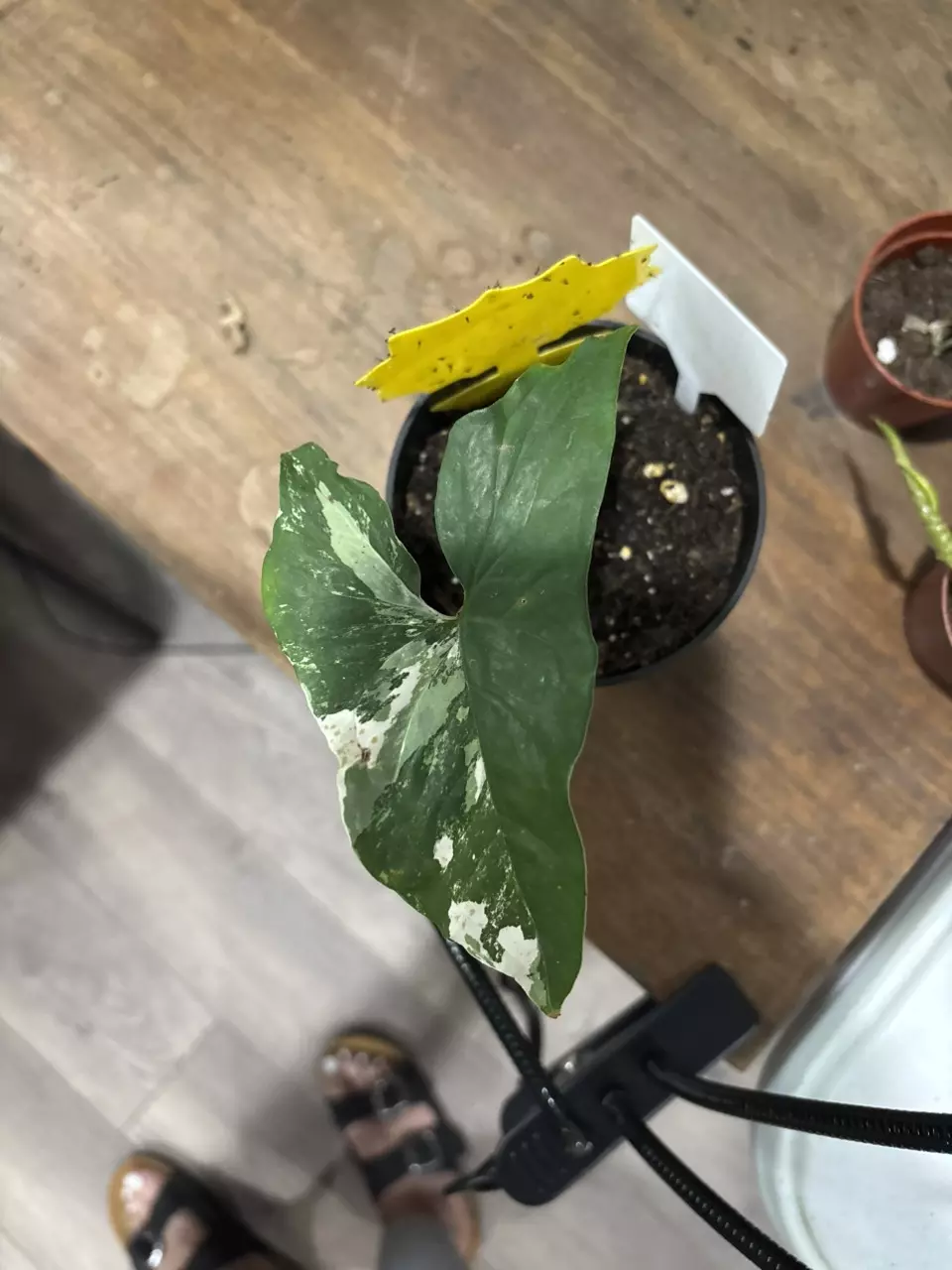 plant/Variegated frydek-0