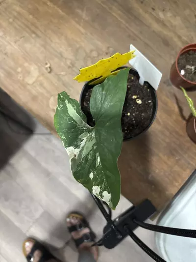 plant/Variegated frydek-0-thumbnail