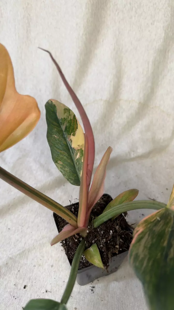 plant/Philodendron Caramel Marble - Exact Plant-3