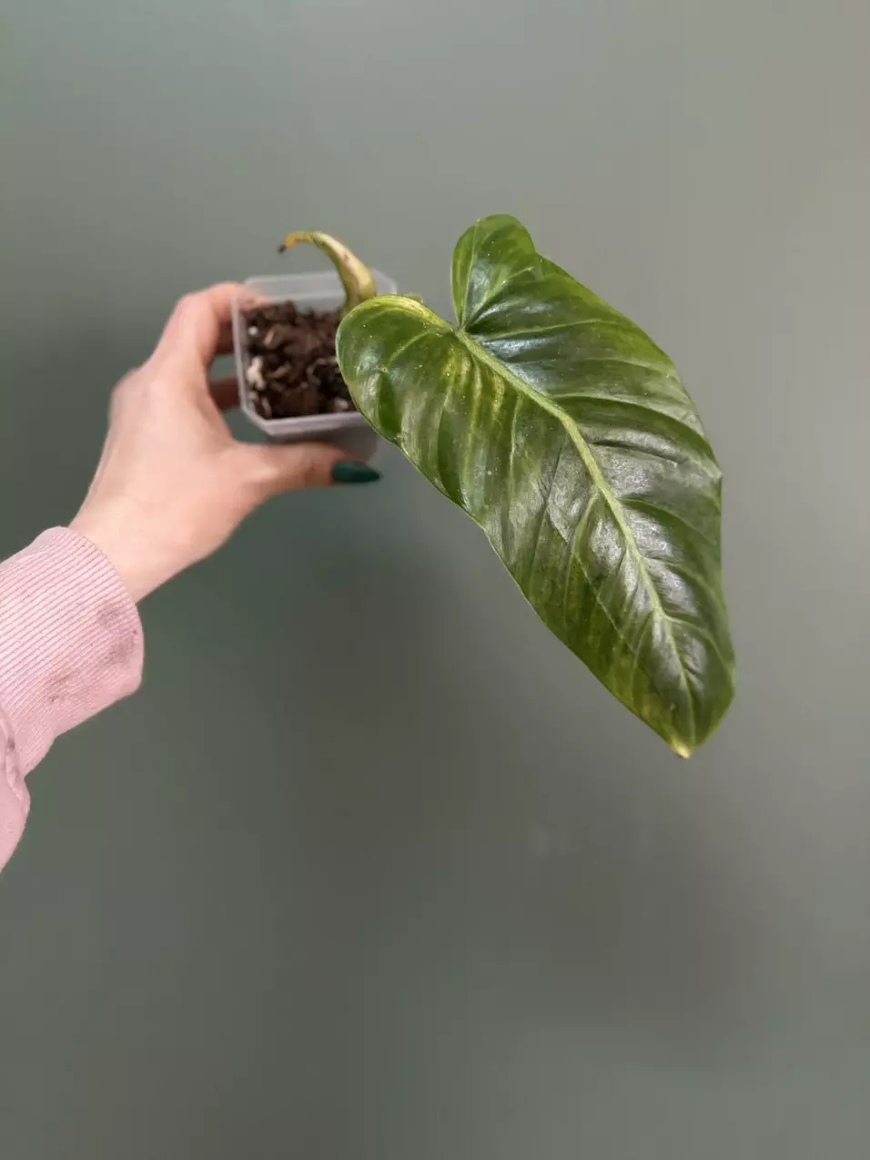 plant/Philodendron Subhastum-0