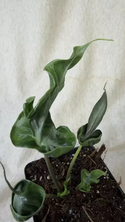 plant/Alocasia Teletubbies - Grower’s Choice-1-thumbnail