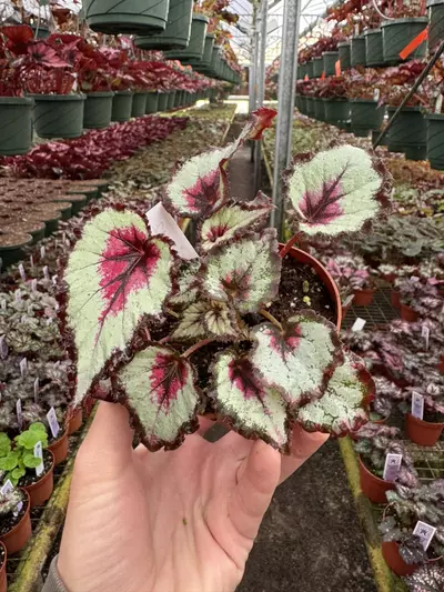 plant/Harmony’s bullseye 4” pot growers choice-2-thumbnail