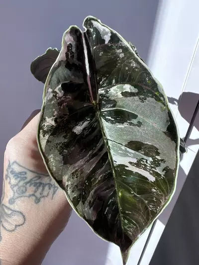 plant/Alocasia Azlanii Pink/Albo Corm-4-thumbnail