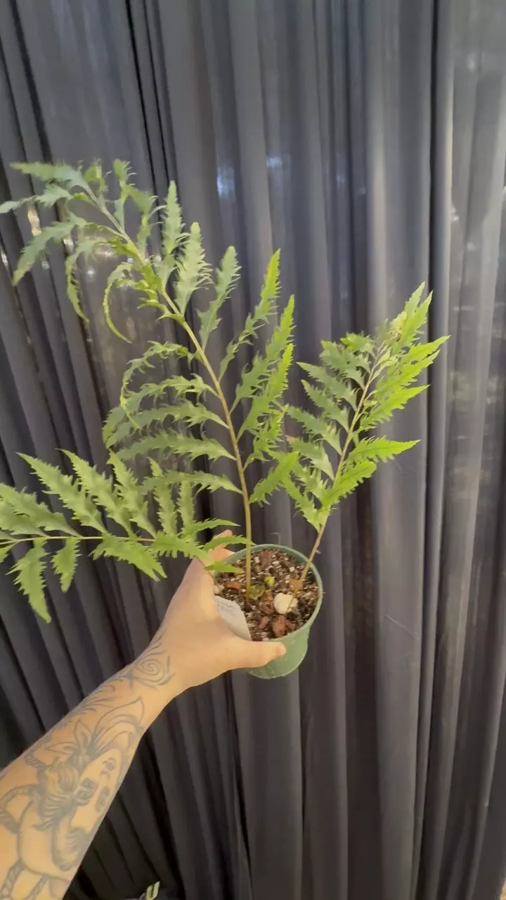 plant/PL3190: Drynaria Rigidula fern-0