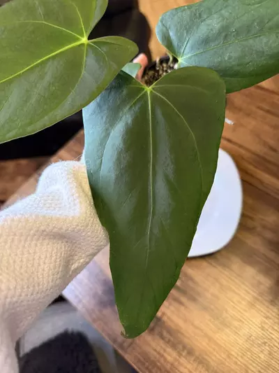 plant/A. Port x Fort Sherman-2-thumbnail