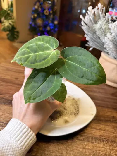 plant/A. Pap X x (DB Brielle x RC) *This one is extra 🔥-2-thumbnail