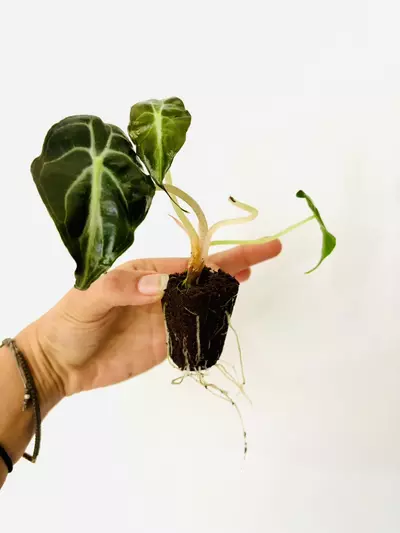 plant/Alocasia venom (GC)-4-thumbnail