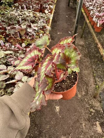 plant/Harmony’s hearts desire 4” pot growers choice-4-thumbnail